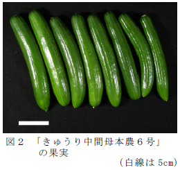 図2 「きゅうり中間母本農6号」の果実