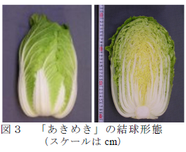 図3 「あきめき」の結球形態