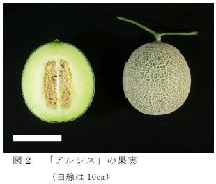 図2.「アルシス」の果実