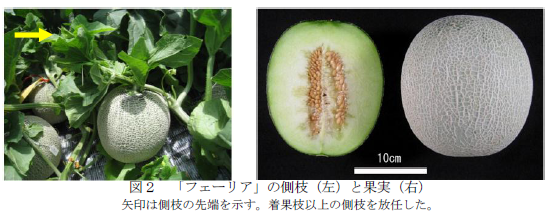 図2 「フェーリア」の側枝(左)と果実(右)