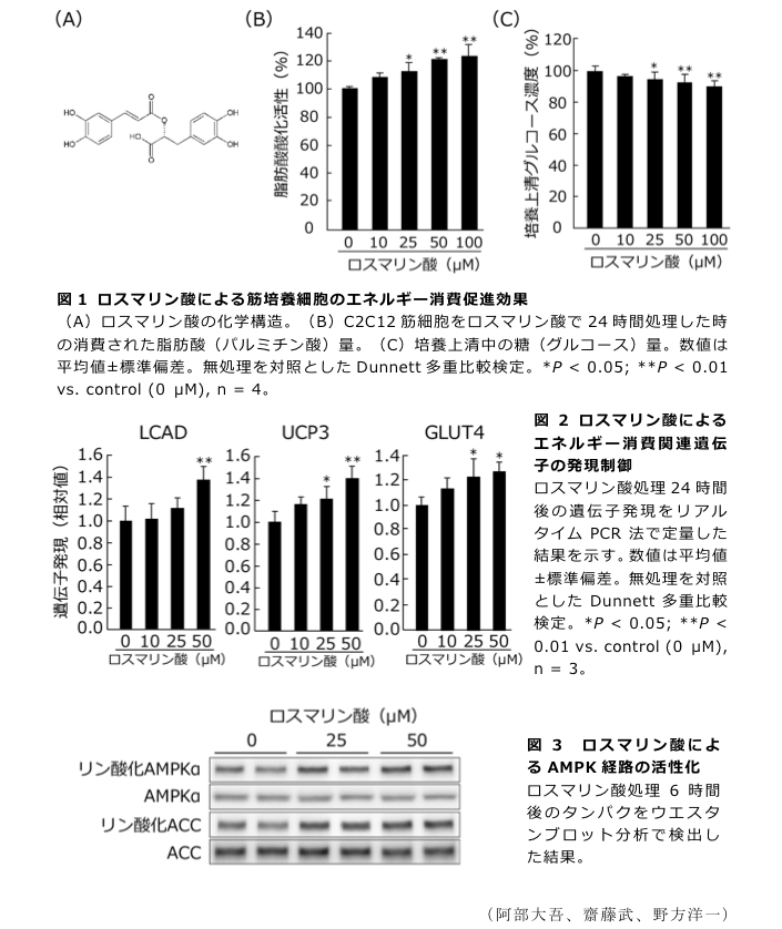 図1 ロスマリン酸による筋培養細胞のエネルギー消費促進効果?図2 ロスマリン酸によるエネルギー消費関連遺伝子の発現制御?図3 ロスマリン酸によるAMPK経路の活性化
