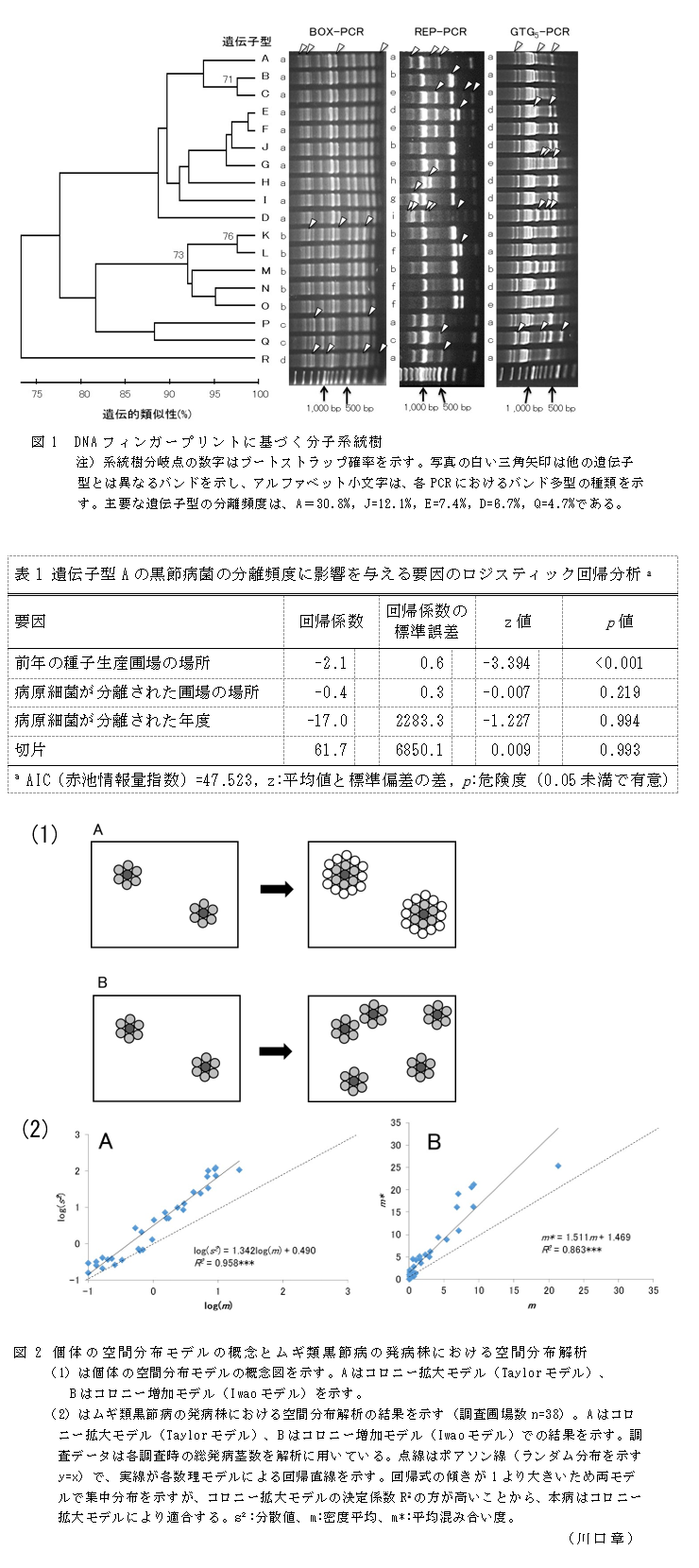 図1 DNAフィンガープリントに基づく分子系統樹;表1 遺伝子型Aの黒節病菌の分離頻度に影響を与える要因のロジスティック回帰分析;図2 個体の空間分布モデルの概念とムギ類黒節病の発病株における空間分布解析