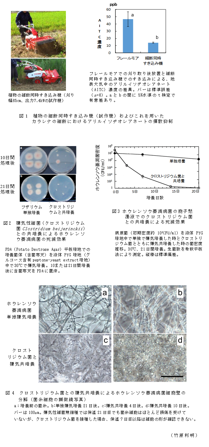 図1 植物の細断同時すき込み機(試作機)およびこれを用いたカラシナの細断におけるアリルイソチオシアネートの揮散抑制;図2 嫌気性細菌(クロストリジウム菌Clostridium beijerinckii)との共培養によるホウレンソウ萎凋病菌の死滅効果;図3 ホウレンソウ萎凋病菌の胞子懸濁液でのクロストリジウム菌との共培養による死滅効果;図4 クロストリジウム菌との嫌気共培養によるホウレンソウ萎凋病菌細胞壁の分解