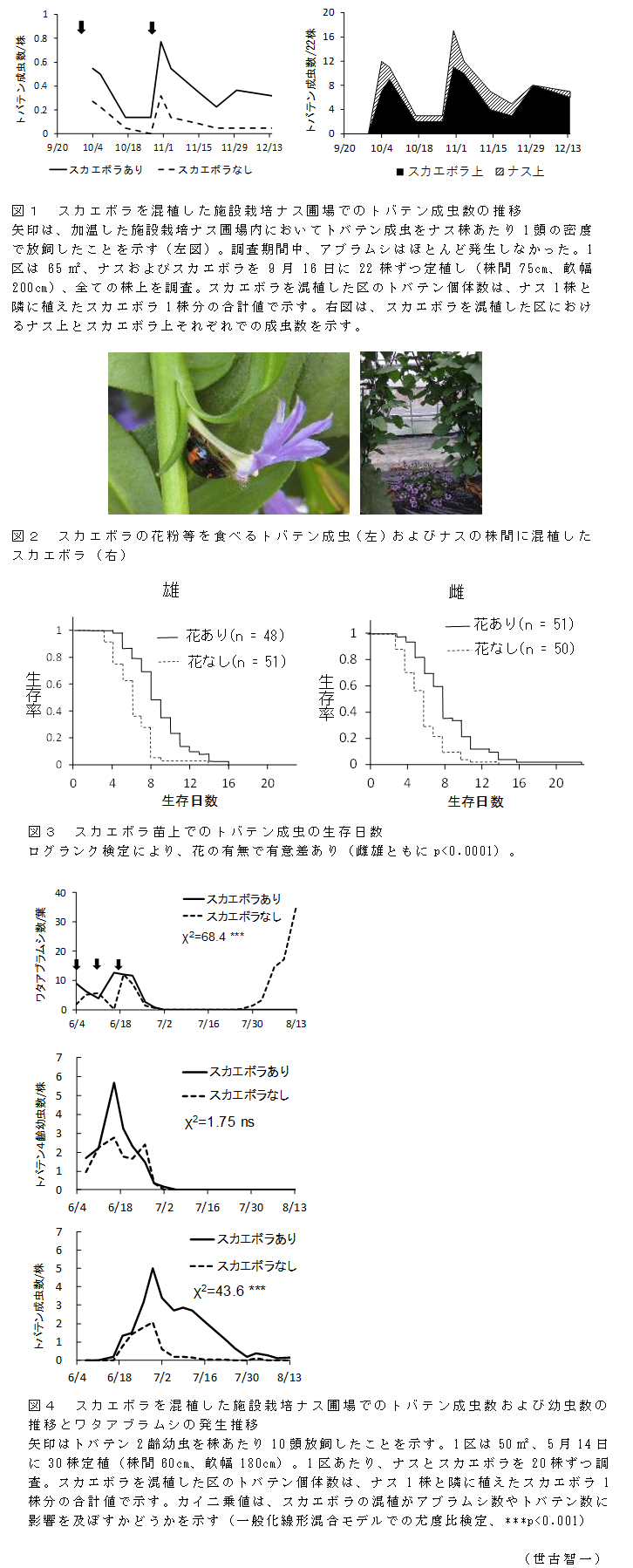 図1 スカエボラを混植した施設栽培ナス圃場でのトバテン成虫数の推移;図2 スカエボラの花粉等を食べるトバテン成虫(左)およびナスの株間に混植したスカエボラ(右);図3 スカエボラ苗上でのトバテン成虫の生存日数;図4 スカエボラを混植した施設栽培ナス圃場でのトバテン成虫数および幼虫数の推移とワタアブラムシの発生推移