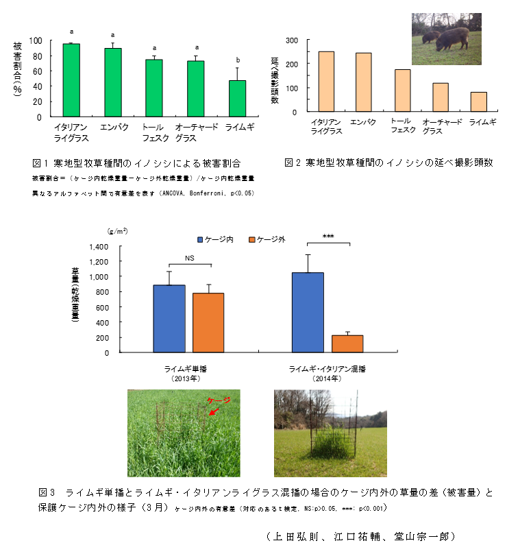 図1 寒地型牧草種間のイノシシによる被害割合;図2 寒地型牧草種間のイノシシの延べ撮影頭数;図3 ライムギ単播とライムギ・イタリアンライグラス混播の場合のケージ内外の草量の差(被害量)と保護ケージ内外の様子(3月)