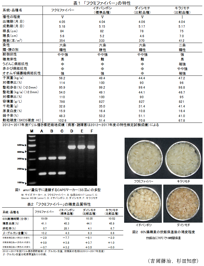 表1 「フクミファイバー」の特性,図1 amo1遺伝子に連鎖するCAPSマーカー(SSIIIa),表2 「フクミファイバー」の精麦品質特性,図2 60%搗精麦の炊飯保温後の褐変過程
