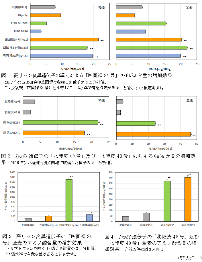 図1 高リジン変異遺伝子の導入による「四国裸84号」のGABA含量の増加効果,図2 lys5i遺伝子の「北陸皮48号」及び「北陸皮49号」に対するGABA含量の増加効果,図3 高リジン変異遺伝子の「四国裸84号」全麦のアミノ酸含量の増加効果,図4 lys5i遺伝子の「北陸皮48号」及び「北陸皮49号」全麦のアミノ酸含量の増加効果