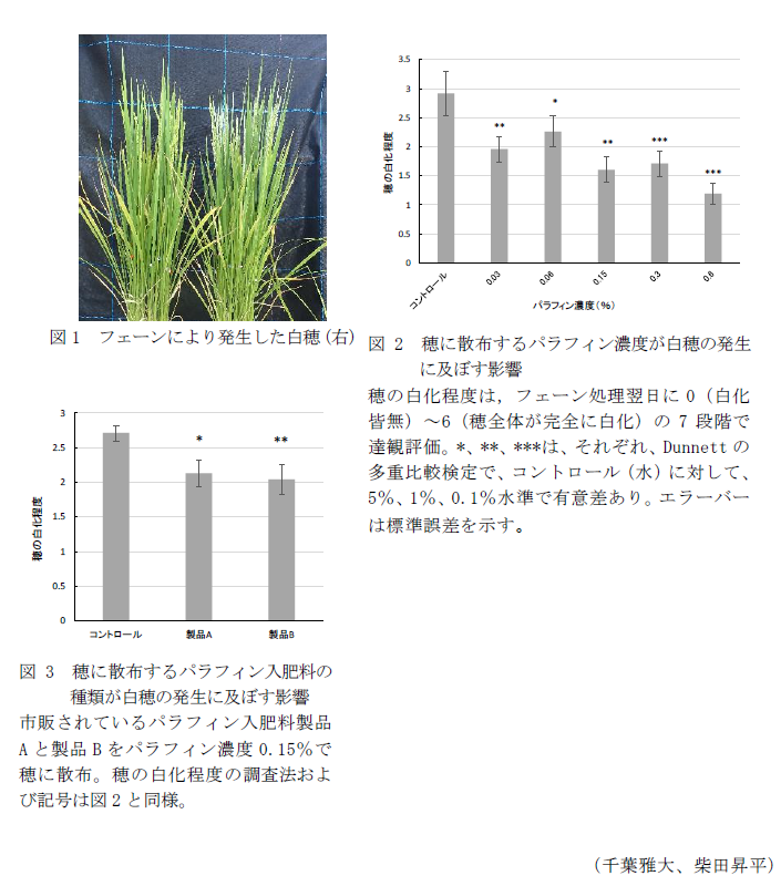 図1 フェーンにより発生した白穂(右),図2 穂に散布するパラフィン濃度が白穂の発生に及ぼす影響,図3 穂に散布するパラフィン入肥料の種類が白穂の発生に及ぼす影響