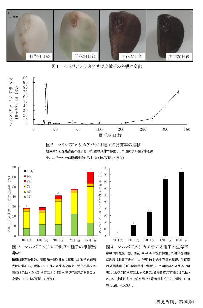 図1 マルバアメリカアサガオ種子の外観の変化,図2 マルバアメリカアサガオ種子の発芽率の推移,図3 マルバアメリカアサガオ種子の累積出芽率,図4 マルバアメリカアサガオ種子の生存率