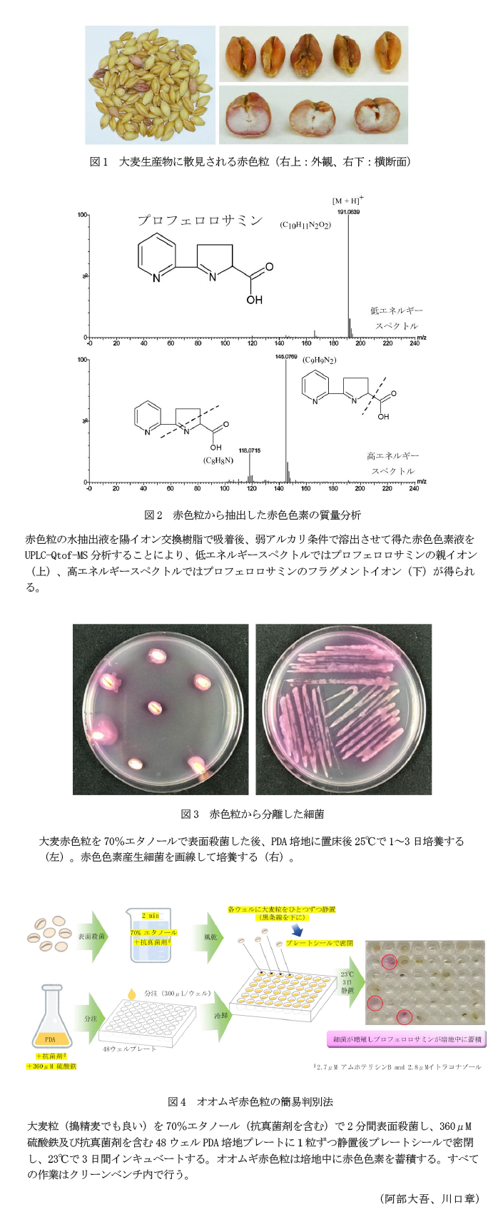 図1 大麦生産物に散見される赤色粒(右上:外観、右下:横断面),図2 赤色粒から抽出した赤色色素の質量分析,図3 赤色粒から分離した細菌,図4 オオムギ赤色粒の簡易判別法