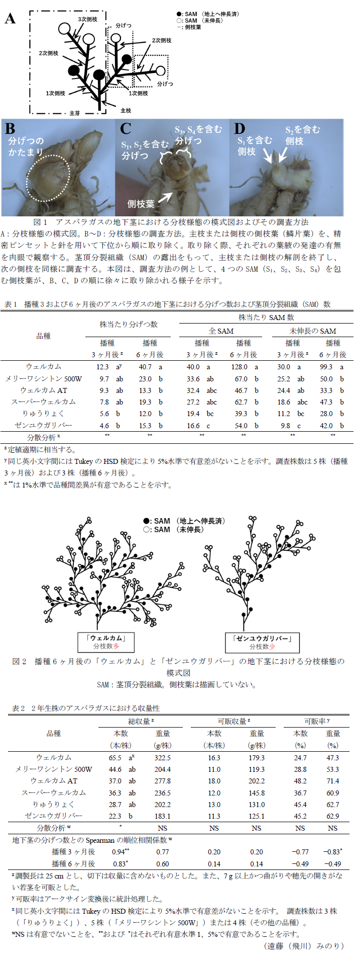 図1 アスパラガスの地下茎における分枝様態の模式図およびその調査方法,表1 播種3および6ヶ月後のアスパラガスの地下茎における分げつ数および茎頂分裂組織(SAM)数,図2 播種6ヶ月後の「ウェルカム」と「ゼンユウガリバー」の地下茎における分枝様態の模式図,表2 2年生株のアスパラガスにおける収量性