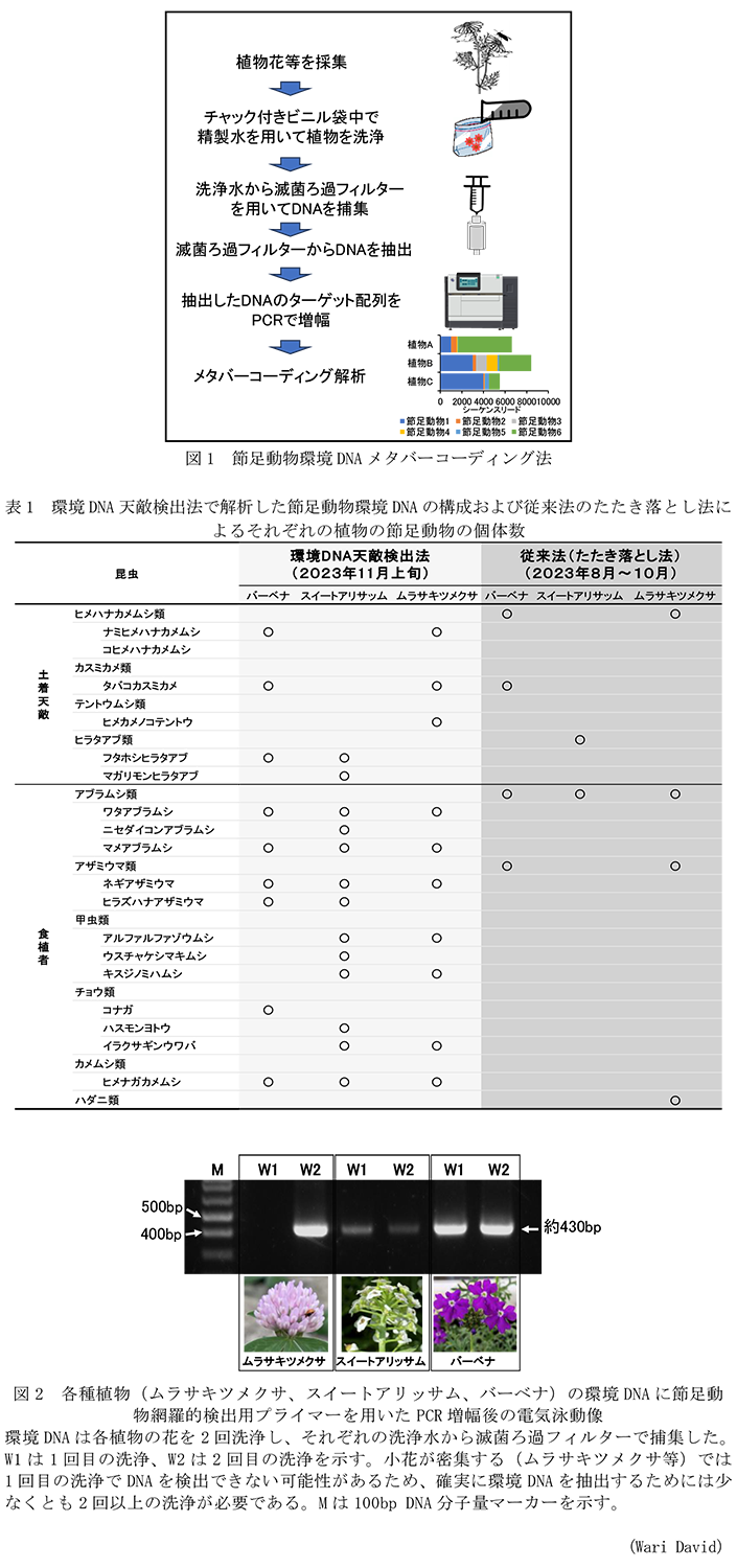 図1 節足動物環境DNAメタバーコーディング法,表1 環境DNA天敵検出法で解析した節足動物環境DNAの構成および従来法のたたき落とし法によるそれぞれの植物の節足動物の個体数,図2 各種植物(ムラサキツメクサ、スイートアリッサム、バーベナ)の環境DNAに節足動物網羅的検出用プライマーを用いたPCR増幅後の電気泳動像
