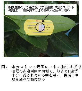 図3 水分ストレス表示シートの貼付け状態