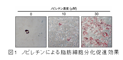 図1 ノビレチンによる脂肪細胞分化促進効果
