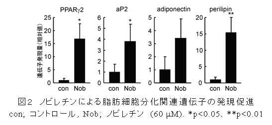 図2 ノビレチンによる脂肪細胞分化関連遺伝子の発現促進