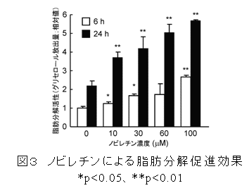 図3 ノビレチンによる脂肪分解促進効果