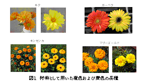 図1 材料として用いた橙色および黄色の品種
