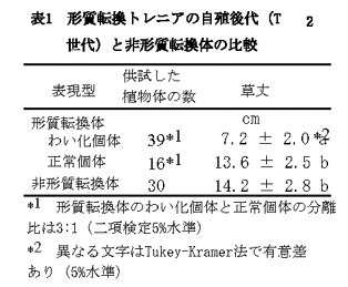 表1 形質転換トレニアの自殖後代(T2世代)と非形質転換体の比較