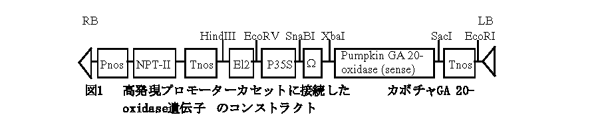 図1 高発現プロモーターカセットに接続したカボチャGA 20-oxidase遺伝子のコンストラクト