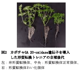 図2 カボチャGA 20-oxidase遺伝子を導入した形質転換トレニアの自殖後代