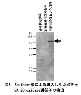 図3 Southern法による導入したカボチャGA 20-oxidase遺伝子の検出