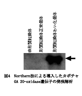 図4 Northern法による導入したカボチャGA 20-oxidase遺伝子の発現解析