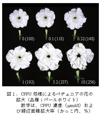 図1.CPPU処理によるペチュニアの花の拡大(品種;パールホワイト)