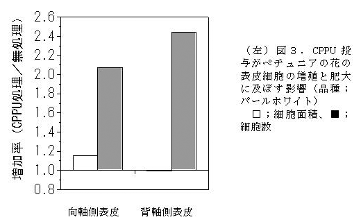 図3.CPPU投与がペチュニアの花の表皮細胞の増殖と肥大に及ぼす影響(品種;パールホワイト)