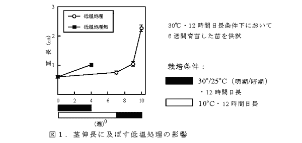 図1.茎伸長に及ぼす低温処理の影響