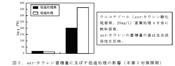 図2.ent-カウレン蓄積量に及ぼす低温処理の影響(本葉2対展開期)