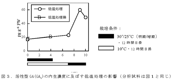 図3.活性型GA(GA1)の内生濃度に及ぼす低温処理の影響(分析試料は図1と同じ)