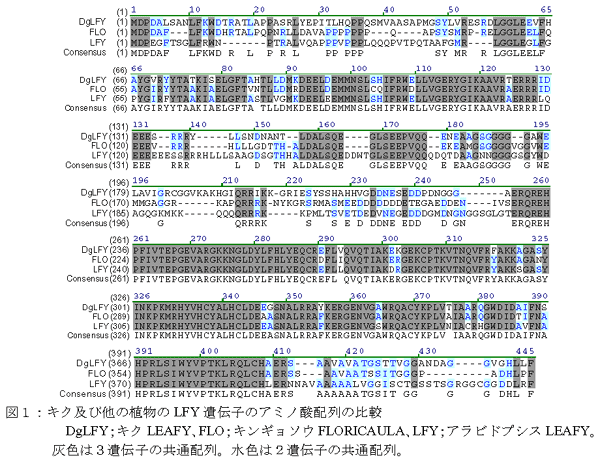 図1:キク及び他の植物のLFY遺伝子のアミノ酸配列の比較