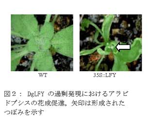 図2: DgLFY の過剰発現におけるアラビドプシスの花成促進。矢印は形成されたつぼみを示す
