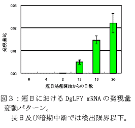 図3:短日におけるDgLFY mRNAの発現量変動パターン。