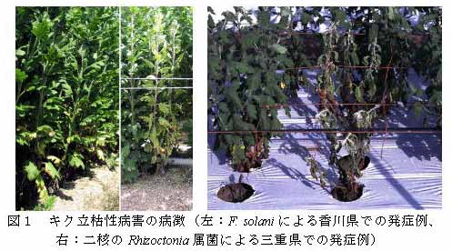 図1 キク立枯性病害の病徴(左:F. solaniによる香川県での発症例、右:二核のRhizoctonia属菌による三重県での発症例)