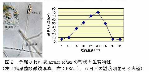 図2 分離されたFusarium solaniの形状と生育特性(左:病原菌顕微鏡写真、右:PSA上、6日目の温度別菌そう直径)