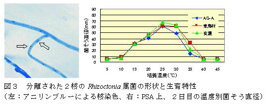 図3 分離された2核のRhizoctonia属菌の形状と生育特性(左:アニリンブルーによる核染色、右:PSA上、2日目の温度別菌そう直径)