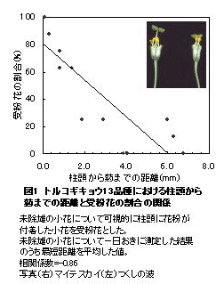 図1 トルコギキョウ13品種における柱頭から葯までの距離と受粉花の割合の関係