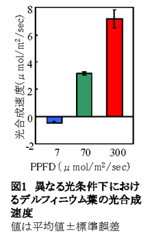 図1 異なる光条件下におけるデルフィニウム葉の光合成速度