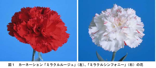 図1 カーネーション「ミラクルルージュ」(左)、「ミラクルシンフォニー」(右)の花