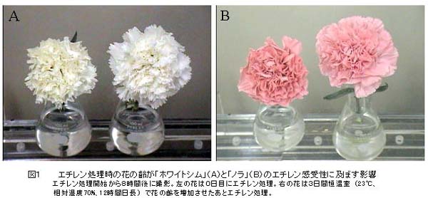 図1 エチレン処理時の花の齢が「ホワイトシム」(A)と「ノラ」(B)のエチレン感受性に及ぼす影響
