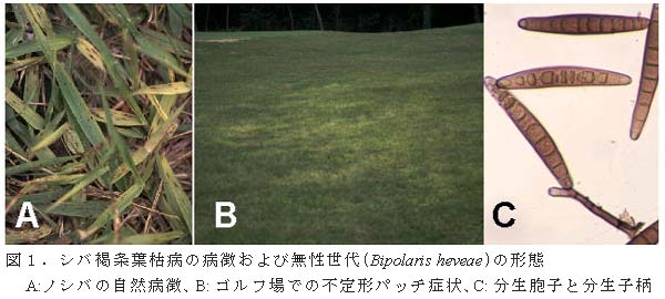 図1.シバ褐条葉枯病の病徴および無性世代(Bipolaris heveae)の形態