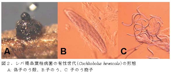 図2.シバ褐条葉枯病菌の有性世代(Cochliobolus heveicola)の形態