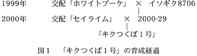 図1 「キクつくば1号」の育成経過