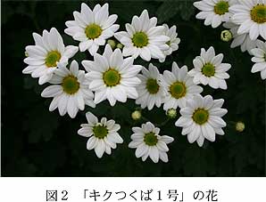 図2 「キクつくば1号」の花