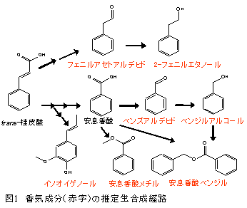 図1 香気成分(赤字)の推定生合成経路