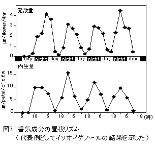 図3 香気成分の昼夜リズム