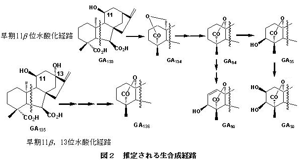 図2 推定される生合成経路