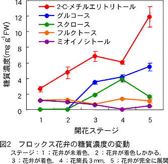 図2 フロックス花弁の糖質濃度の変動