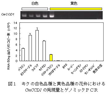 図1 キクの白色品種と黄色品種の花弁におけるCmCCD1の発現量とゲノミックPCR